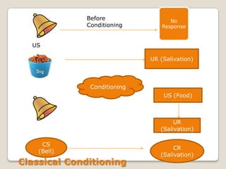 No
Response
Before
Conditioning
UR (Salivation)
Conditioning
US (Food)
UR
(Salivation)
CS
(Bell)
CR
(Salivation)
Classical Conditioning
US
 