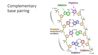 Chapter 2 lecture 2 DNA structure and organization.pptx