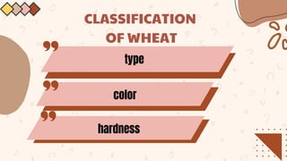 CLASSIFICATION
OF WHEAT
type
color
hardness
 