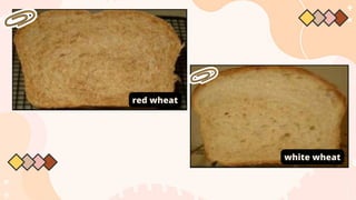red wheat
white wheat
 