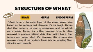 Wheat bran is the outer layer of the wheat kernel, also
known as the pericarp and aleurone. It's the tough, fibrous
shell that protects the starchy endosperm and the oil-rich
germ inside. During the milling process, bran is often
removed to produce refined white flour, which has a finer
texture and longer shelf life. However, this process also
removes many of the nutrients found in bran, including fiber,
vitamins, and minerals.
STRUCTURE OF WHEAT
BRAN GERM ENDOSPERM
 