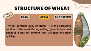 Wheat contains 2.5% of germ. It is the sprouting
section of the seed. During milling, germ is removed
because it has fat content that will spoil the flour
quickly.
STRUCTURE OF WHEAT
BRAN GERM ENDOSPERM
 