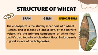 The endosperm is the starchy inner part of a wheat
kernel, and it makes up about 83% of the kernel's
weight. It's the primary component of white flour,
and it's also foundin whole wheat flour. Endosperm is
a good source of carbohydrates.
STRUCTURE OF WHEAT
BRAN GERM ENDOSPERM
 