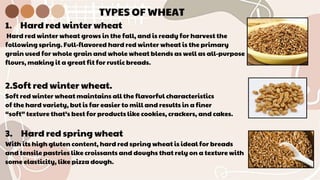 TYPES OF WHEAT
1. Hard red winter wheat
Hard red winter wheat grows in the fall, and is ready for harvest the
following spring. Full-flavored hard red winter wheat is the primary
grain used for whole grain and whole wheat blends as well as all-purpose
flours, making it a great fit for rustic breads.
2.Soft red winter wheat.
Soft red winter wheat maintains all the flavorful characteristics
of the hard variety, but is far easier to mill and results in a finer
“soft” texture that’s best for products like cookies, crackers, and cakes.
3. Hard red spring wheat
With its high gluten content, hard red spring wheat is ideal for breads
and tensile pastries like croissants and doughs that rely on a texture with
some elasticity, like pizza dough.
 