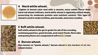 4 Hard white wheat.
Lighter in kernel color and with a sweeter, more subtle flavor than
hard red wheat cultivars, hard white wheat is typically milled whole,
preserving its moderate protein and nutrient content. This type of
wheat is used to make tortillas, pan breads, and some noodles.
5 Soft white wheat.
Soft white wheat is the go-to grain for all of the crumbly,
meltaway pastries, yeast breads, and snack foods. Most cake
and pastry flours are composed of soft white wheat
6 Durum wheat.
Also known as “pasta wheat,” durum wheat is the hardest of all the
wheat strains
 