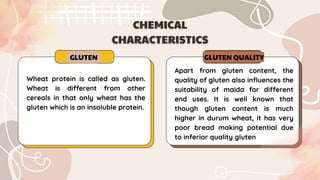 GLUTEN
Apart from gluten content, the
quality of gluten also influences the
suitability of maida for different
end uses. It is well known that
though gluten content is much
higher in durum wheat, it has very
poor bread making potential due
to inferior quality gluten
GLUTEN QUALITY
Wheat protein is called as gluten.
Wheat is different from other
cereals in that only wheat has the
gluten which is an insoluble protein.
 