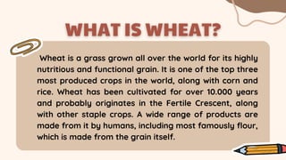 Wheat is a grass grown all over the world for its highly
nutritious and functional grain. It is one of the top three
most produced crops in the world, along with corn and
rice. Wheat has been cultivated for over 10.000 years
and probably originates in the Fertile Crescent, along
with other staple crops. A wide range of products are
made from it by humans, including most famously flour,
which is made from the grain itself.
 