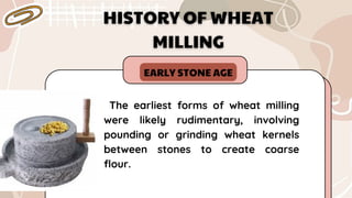 EARLY STONE AGE
The earliest forms of wheat milling
were likely rudimentary, involving
pounding or grinding wheat kernels
between stones to create coarse
flour.
 