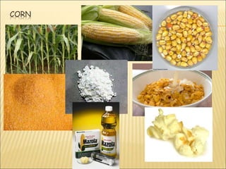 Chapter 2 lesson 1 preparing cereal dishes | PPTX