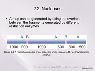 Chapter2_Methods in Molecular Biology and Genetic_41.ppt