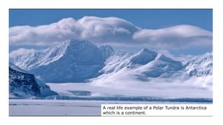 A real life example of a Polar Tundra is Antarctica
which is a continent.
 