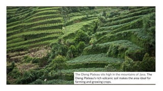 The Dieng Plateau sits high in the mountains of Java. The
Dieng Plateau’s rich volcanic soil makes the area ideal for
farming and growing crops.
 