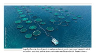 large fish farming - breeding unit of sea bass and sea bream in huge round cages with latest
technology automatic feeding system, calm deep sea of Anemokambi, Galaxidi, Greece
 