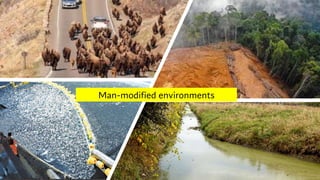 Man-modified environments
 