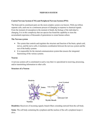 Chapter 2 nervous system | PDF