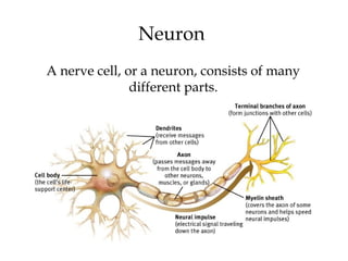 10
Neuron
A nerve cell, or a neuron, consists of many
different parts.
 