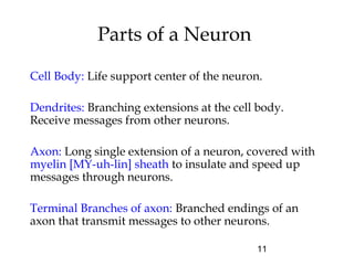 11
Parts of a Neuron
Cell Body: Life support center of the neuron.
Dendrites: Branching extensions at the cell body.
Receive messages from other neurons.
Axon: Long single extension of a neuron, covered with
myelin [MY-uh-lin] sheath to insulate and speed up
messages through neurons.
Terminal Branches of axon: Branched endings of an
axon that transmit messages to other neurons.
 