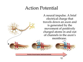 12
Action Potential
A neural impulse. A brief
electrical charge that
travels down an axon and
is generated by the
movement of positively
charged atoms in and out
of channels in the axon’s
membrane.
 