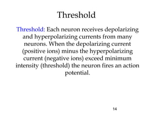 14
Threshold
Threshold: Each neuron receives depolarizing
and hyperpolarizing currents from many
neurons. When the depolarizing current
(positive ions) minus the hyperpolarizing
current (negative ions) exceed minimum
intensity (threshold) the neuron fires an action
potential.
 