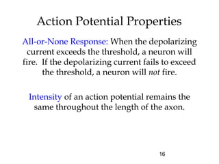 16
Action Potential Properties
All-or-None Response: When the depolarizing
current exceeds the threshold, a neuron will
fire. If the depolarizing current fails to exceed
the threshold, a neuron will not fire.
Intensity of an action potential remains the
same throughout the length of the axon.
 