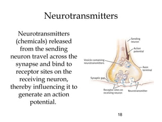 18
Neurotransmitters
Neurotransmitters
(chemicals) released
from the sending
neuron travel across the
synapse and bind to
receptor sites on the
receiving neuron,
thereby influencing it to
generate an action
potential.
 