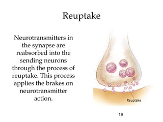 19
Reuptake
Neurotransmitters in
the synapse are
reabsorbed into the
sending neurons
through the process of
reuptake. This process
applies the brakes on
neurotransmitter
action.
 