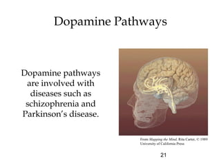 21
Dopamine Pathways
Dopamine pathways
are involved with
diseases such as
schizophrenia and
Parkinson’s disease.
From Mapping the Mind, Rita Carter, © 1989
University of California Press
 