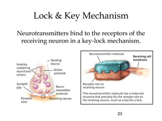 23
Lock & Key Mechanism
Neurotransmitters bind to the receptors of the
receiving neuron in a key-lock mechanism.
 