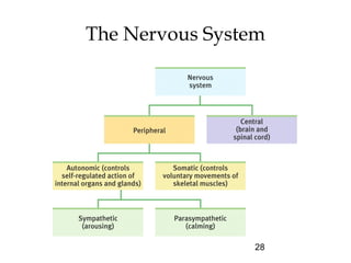 28
The Nervous System
 