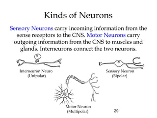 29
Kinds of Neurons
Sensory Neurons carry incoming information from the
sense receptors to the CNS. Motor Neurons carry
outgoing information from the CNS to muscles and
glands. Interneurons connect the two neurons.
Sensory Neuron
(Bipolar)
Interneuron Neuron
(Unipolar)
Motor Neuron
(Multipolar)
 