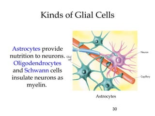 30
Kinds of Glial Cells
Astrocytes provide
nutrition to neurons.
Oligodendrocytes
and Schwann cells
insulate neurons as
myelin.
Astrocytes
 