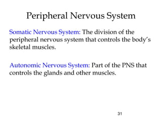 31
Peripheral Nervous System
Somatic Nervous System: The division of the
peripheral nervous system that controls the body’s
skeletal muscles.
Autonomic Nervous System: Part of the PNS that
controls the glands and other muscles.
 