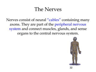 32
The Nerves
Nerves consist of neural “cables” containing many
axons. They are part of the peripheral nervous
system and connect muscles, glands, and sense
organs to the central nervous system.
 