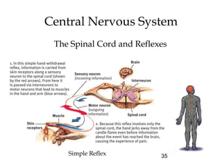 35
Central Nervous System
The Spinal Cord and Reflexes
Simple Reflex
 