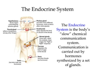 37
The Endocrine System
The Endocrine
System is the body’s
“slow” chemical
communication
system.
Communication is
carried out by
hormones
synthesized by a set
of glands.
 