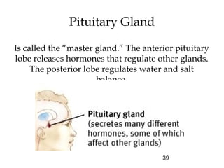 39
Pituitary Gland
Is called the “master gland.” The anterior pituitary
lobe releases hormones that regulate other glands.
The posterior lobe regulates water and salt
balance.
 