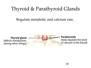 40
Thyroid & Parathyroid Glands
Regulate metabolic and calcium rate.
 