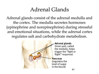 41
Adrenal Glands
Adrenal glands consist of the adrenal medulla and
the cortex. The medulla secretes hormones
(epinephrine and norepinephrine) during stressful
and emotional situations, while the adrenal cortex
regulates salt and carbohydrate metabolism.
 