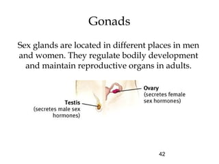 42
Gonads
Sex glands are located in different places in men
and women. They regulate bodily development
and maintain reproductive organs in adults.
 
