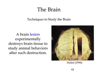 43
The Brain
Techniques to Study the Brain
A brain lesion
experimentally
destroys brain tissue to
study animal behaviors
after such destruction.
Hubel (1990)
 