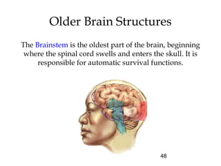 48
Older Brain Structures
The Brainstem is the oldest part of the brain, beginning
where the spinal cord swells and enters the skull. It is
responsible for automatic survival functions.
 