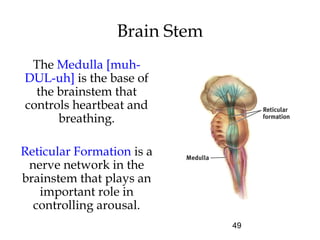 49
Brain Stem
The Medulla [muh-
DUL-uh] is the base of
the brainstem that
controls heartbeat and
breathing.
Reticular Formation is a
nerve network in the
brainstem that plays an
important role in
controlling arousal.
 