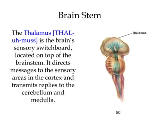 50
Brain Stem
The Thalamus [THAL-
uh-muss] is the brain’s
sensory switchboard,
located on top of the
brainstem. It directs
messages to the sensory
areas in the cortex and
transmits replies to the
cerebellum and
medulla.
 
