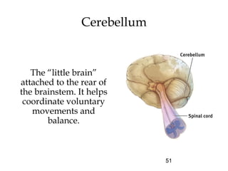 51
The “little brain”
attached to the rear of
the brainstem. It helps
coordinate voluntary
movements and
balance.
Cerebellum
 