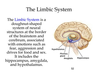 52
The Limbic System is a
doughnut-shaped
system of neural
structures at the border
of the brainstem and
cerebrum, associated
with emotions such as
fear, aggression and
drives for food and sex.
It includes the
hippocampus, amygdala,
and hypothalamus.
The Limbic System
 