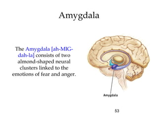 53
Amygdala
The Amygdala [ah-MIG-
dah-la] consists of two
almond-shaped neural
clusters linked to the
emotions of fear and anger.
 