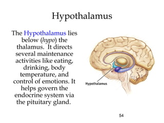 54
Hypothalamus
The Hypothalamus lies
below (hypo) the
thalamus. It directs
several maintenance
activities like eating,
drinking, body
temperature, and
control of emotions. It
helps govern the
endocrine system via
the pituitary gland.
 