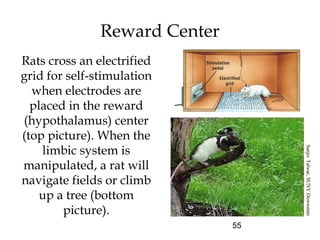55
Rats cross an electrified
grid for self-stimulation
when electrodes are
placed in the reward
(hypothalamus) center
(top picture). When the
limbic system is
manipulated, a rat will
navigate fields or climb
up a tree (bottom
picture).
Reward Center
SanjivTalwar,SUNYDownstate
 