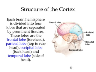 57
Structure of the Cortex
Each brain hemisphere
is divided into four
lobes that are separated
by prominent fissures.
These lobes are the
frontal lobe (forehead),
parietal lobe (top to rear
head), occipital lobe
(back head) and
temporal lobe (side of
head).
 