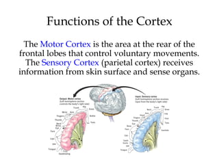 58
Functions of the Cortex
The Motor Cortex is the area at the rear of the
frontal lobes that control voluntary movements.
The Sensory Cortex (parietal cortex) receives
information from skin surface and sense organs.
 